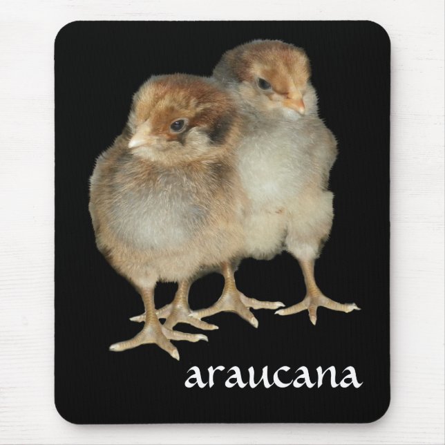Baby chicks araucana chickens ornithology birds mouse mat (Front)