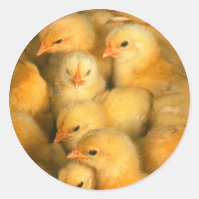 Baby Chicks Chick Chicken Chickens Classic Round Sticker (Front)