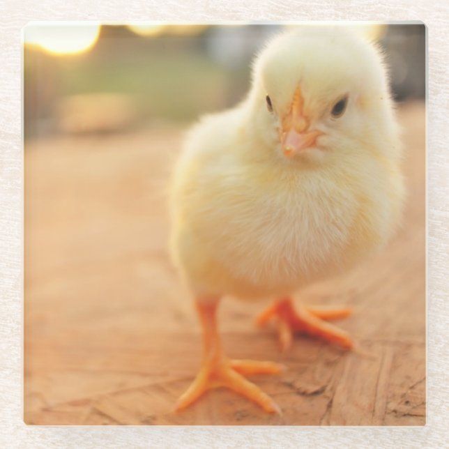 Baby Chicks Glass Coaster (Front)
