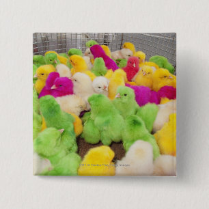 Baby Chicks In A Pen At A Market Coloured By Dye 15 Cm Square Badge
