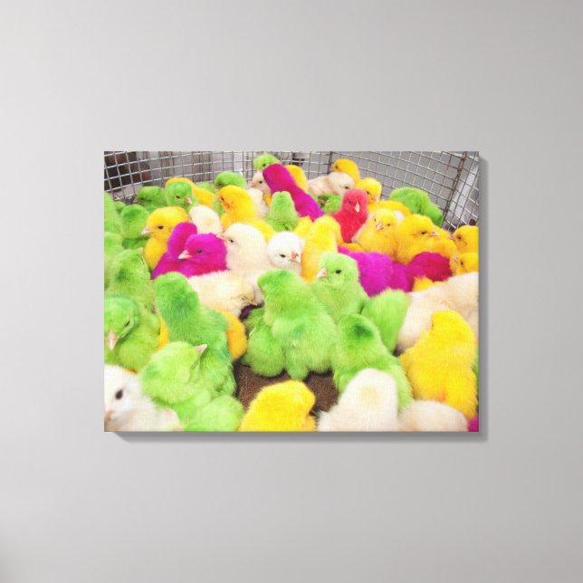 Baby Chicks In A Pen At A Market Coloured By Dye Canvas Print (Front)
