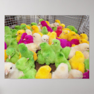Baby Chicks In A Pen At A Market Coloured By Dye Poster