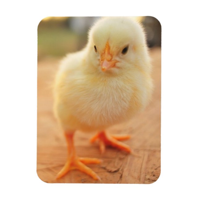 Baby Chicks Magnet (Vertical)
