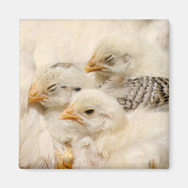 baby chicks magnet (Front)