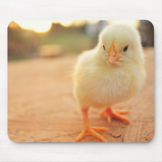 Baby Chicks Mouse Mat (Front)