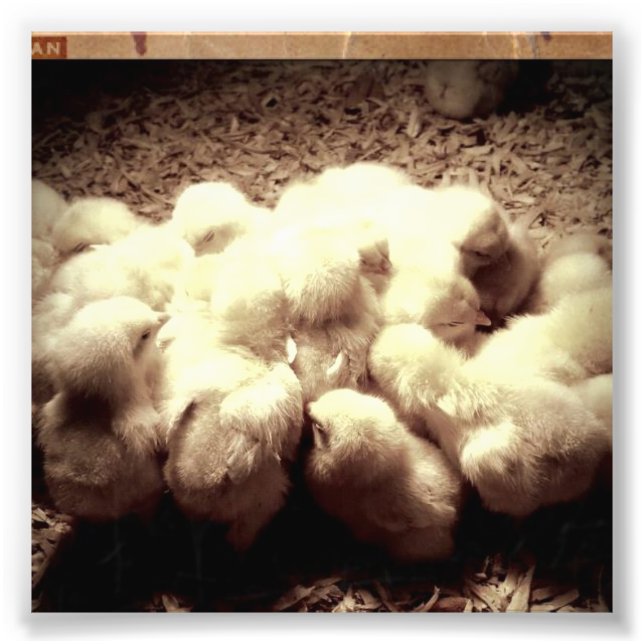 Baby chicks photo print (Front)