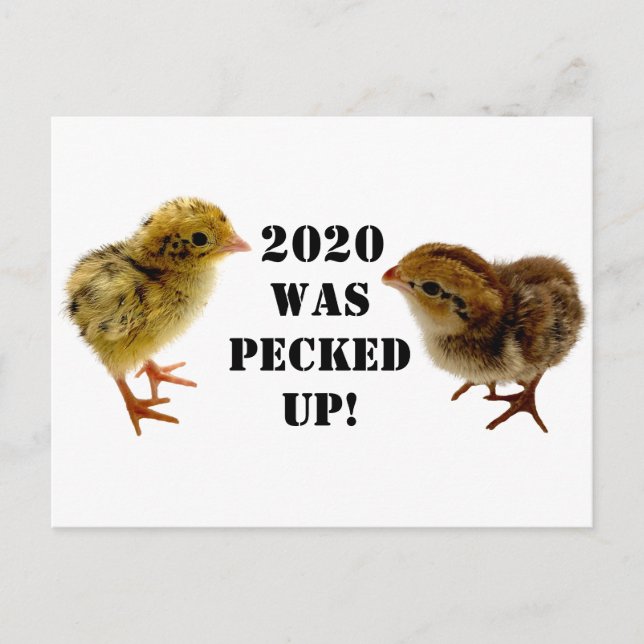 Baby Chicks Postcard (Front)