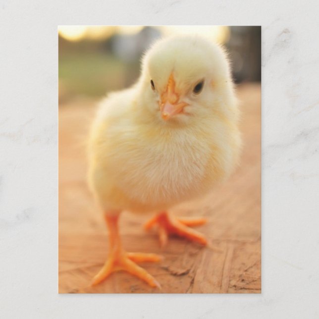 Baby Chicks Postcard (Front)