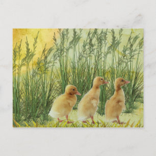 Baby chicks postcard