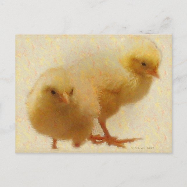 Baby Chicks Postcard (Front)