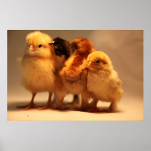 Baby Chicks Poster