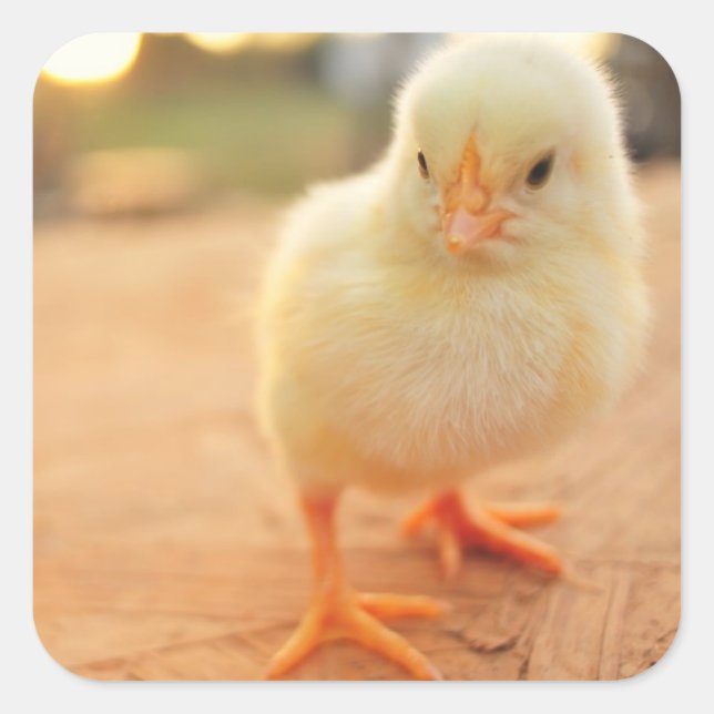 Baby Chicks Square Sticker (Front)