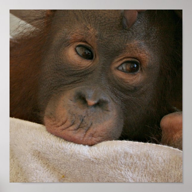 Baby Chimp Poster Print (Front)