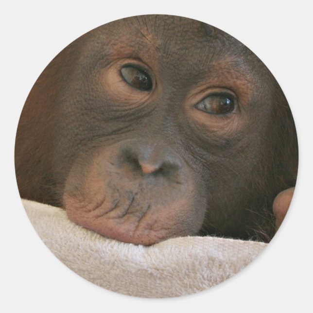 Baby Chimp Sticker (Front)