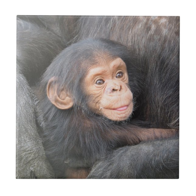 Baby Chimpanzee Tile (Front)