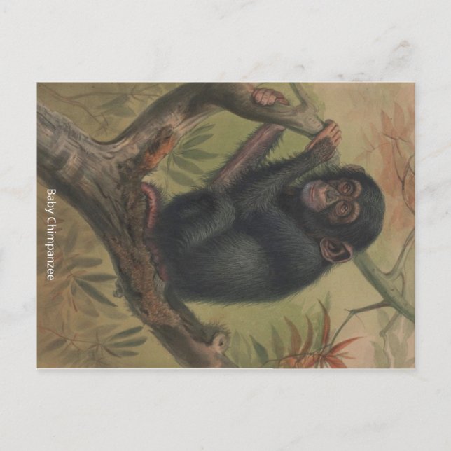 Baby Chimpanzee Vintage Zoological Sketch Postcard (Front)