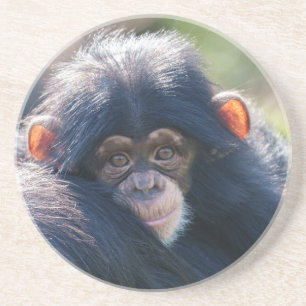 Baby Chimpanzee's Journey Coaster