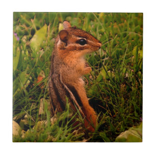 Baby Chipmunk Animal Art Tile