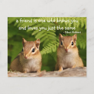 Baby Chipmunk Friendship Quote Postcard