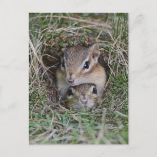 Baby Chipmunk Squished Together Postcard