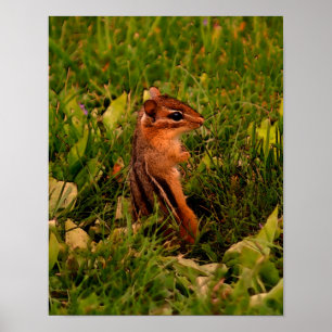 Baby Chipmunk Wildlife Animal Art Poster
