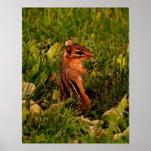 Baby Chipmunk Wildlife Animal Art Poster (Front)