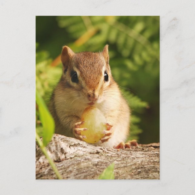Baby Chipmunk with snack Postcard (Front)