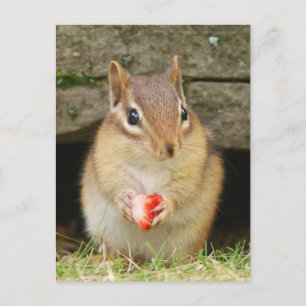 baby chipmunk with strawberry postcard