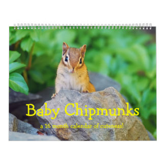 Baby Chipmunks 2016/2017 (16 month calendar) Calendar