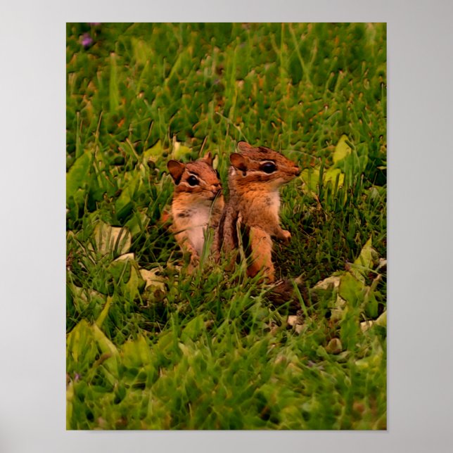 Baby Chipmunks Wildlife Animal Art Poster (Front)