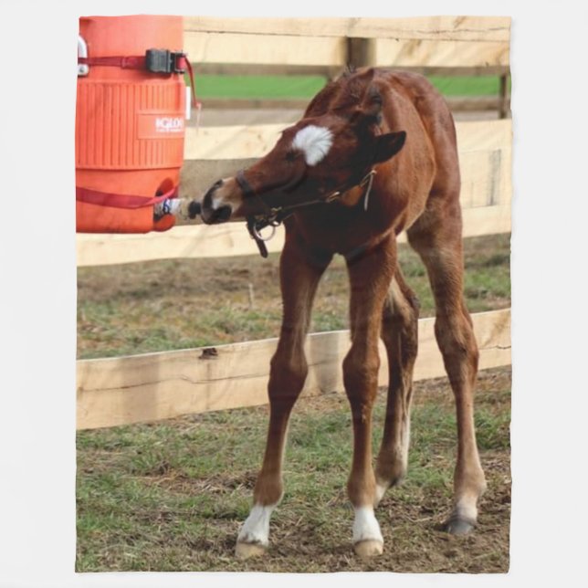 BABY COLT GETTING A DRINK FLEECE BLANKET (Front)