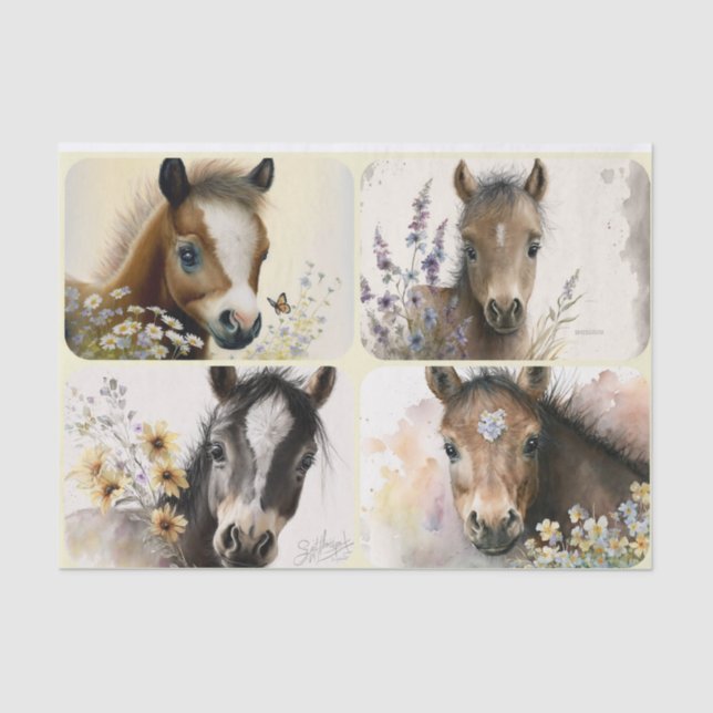 Baby Colts  Tissue Paper (Front)