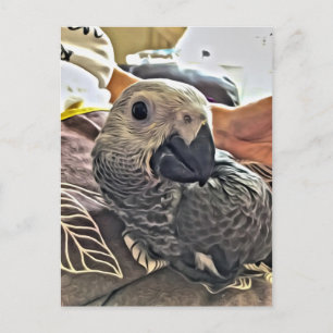 Baby Congo African Grey Parrot Postcard