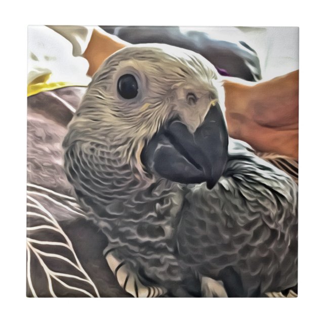 Baby Congo African Grey Parrot Tile (Front)