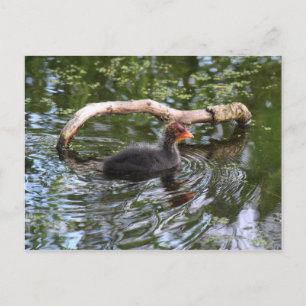 Baby Coot Postcard