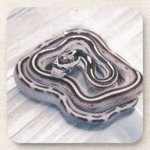Baby Corn Snake Coaster