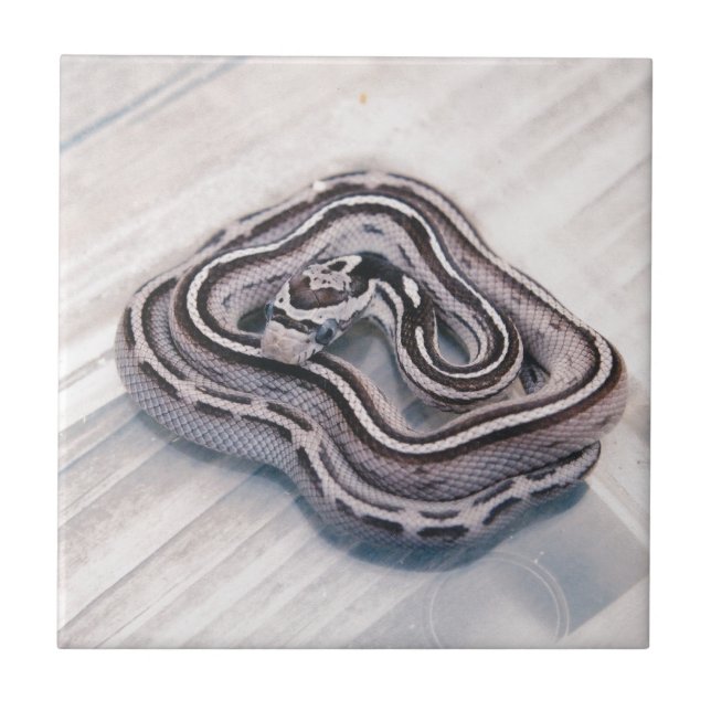 Baby Corn Snake Tile (Front)