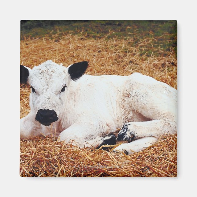 Baby Cow, Calf Magnet (Front)