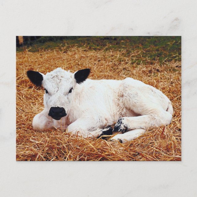 Baby Cow, Calf Postcard (Front)