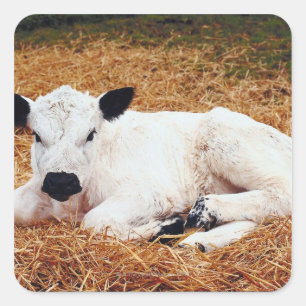 Baby Cow, Calf Square Sticker