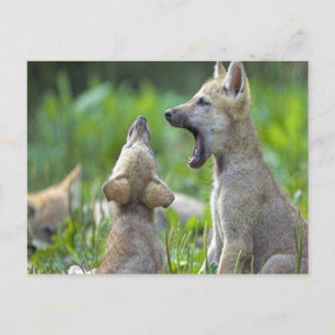 Baby Coyotes Postcard
