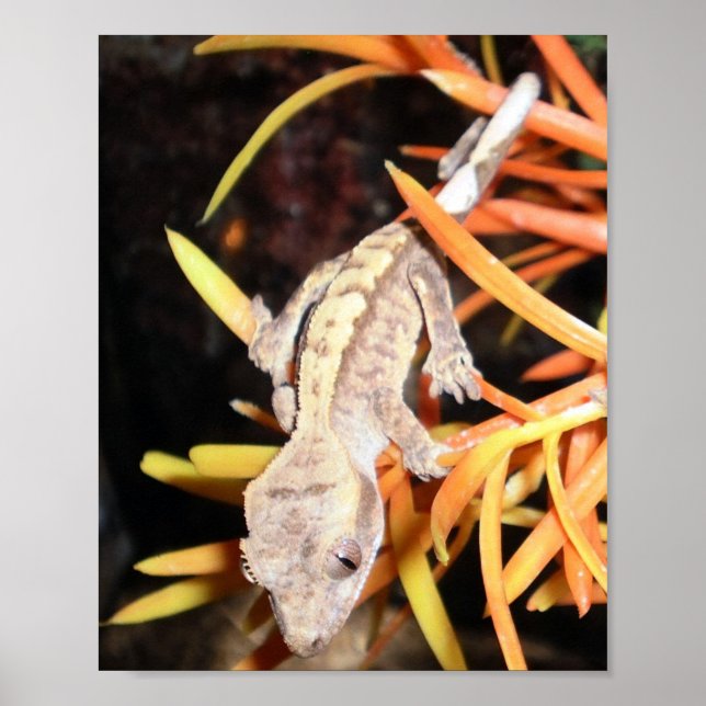 Baby Crested Gecko Print/Poster Poster (Front)