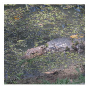 Baby Crocodile In South America Poster
