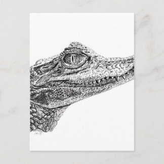 Baby Crocodile Ink Drawing Postcard