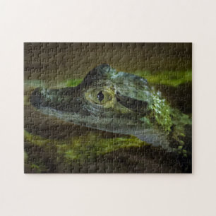Baby Crocodile Swimming in Water Jigsaw Puzzle