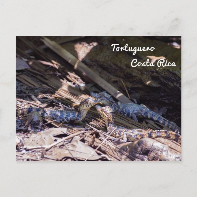 Baby crocodiles in Tortuguero - Costa Rica Postcard (Front)