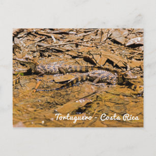 Baby crocodiles in Tortuguero - Costa Rica Postcard