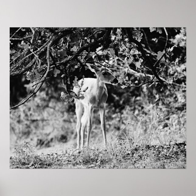 Baby Deer Black and White Photographic Print (Front)