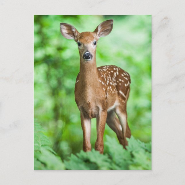 Baby Deer Fawn Bambi in the Forest Postcard (Front)