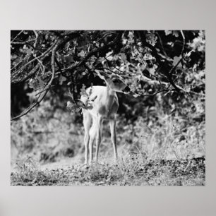 Baby Deer Fawn Photographic Art Print